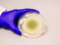 post_big/Aspergillus_flavus.jpg