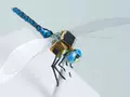 post_big/dragonfleye1.jpg