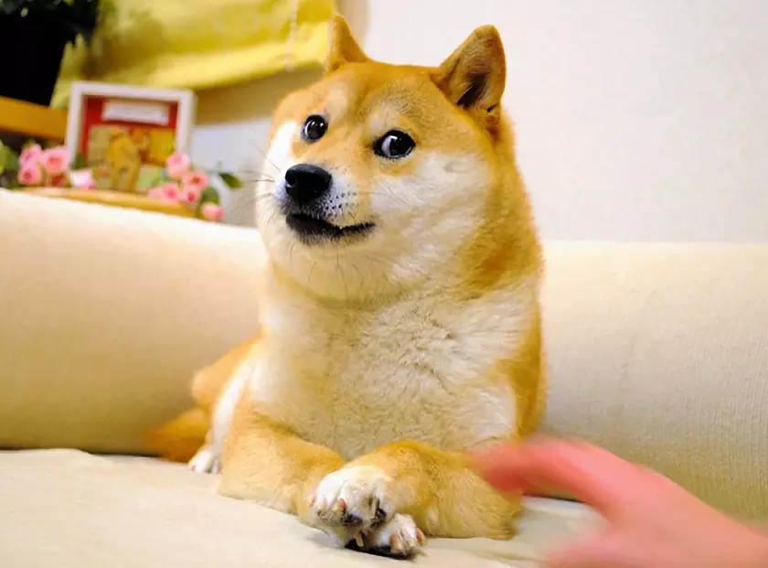 На 18 году жизни умерла собака Кабосу из мема Doge