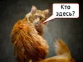 post_big/kto.jpg