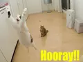 post_big/hooray.jpg
