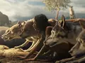 post_big/Mowgli.jpg