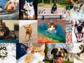 post_big/cats-dogs-fb.jpg