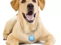 files/u2/2010/10/PuppyTweets01.jpg