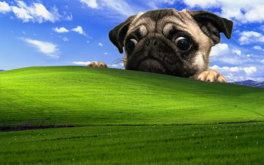 Windows XP остается самой популярной в одной из стран