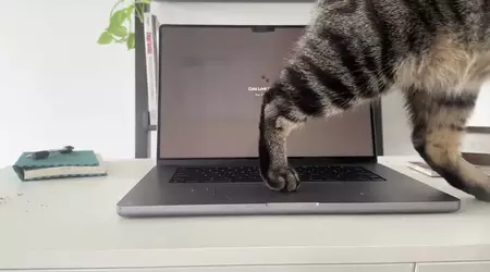 Кіт на ноутбуці більше не проблема — для Mac доступний додаток Cats Lock