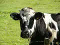 post_big/cow-234835_1280.jpg