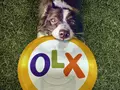 post_big/olx-stats-platforms-2017-m.jpg