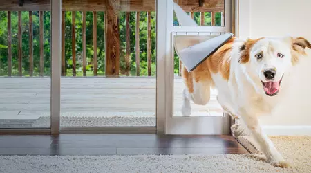 Meilleure Porte Automatique pour Chien