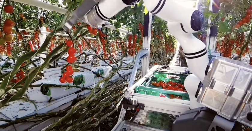 Робот швейцарского стартапа Floating Robotics собирает урожай томатов в теплицах (видео)