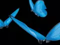 post_big/festo-roboinsects.jpg