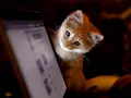 post_big/vk_cat_1.jpg