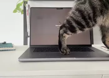 Кот на ноутбуке больше не проблема — для Mac доступно приложение Cats Lock
