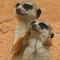 unkle_tom