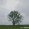 Galaxy-Note-8-official-sample-main-camera-1.jpg