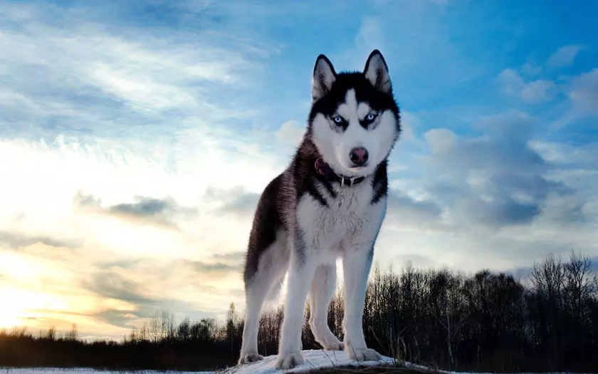 Курс криптовалюты HUSKYX взлетел на 34 368% за двое суток