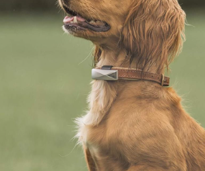 Felcana Go Smart Cat Collar