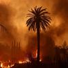 Forest fire in Los Angeles