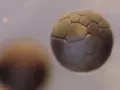 Это видео деления клеток - не компьютерная графика