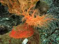 post_big2/13-psolus-fabricii-in-nature.webp