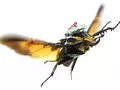 post_big/cyborg-beetles-drones.jpg