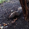 Lenovo-S5-Pro-Camera-Samples-5.jpg