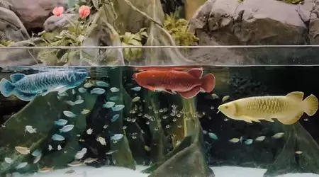 Ce poisson robotique à 5 000 $ nage tout seul — mais pas encore en France