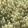 Preview of underwater photo 1