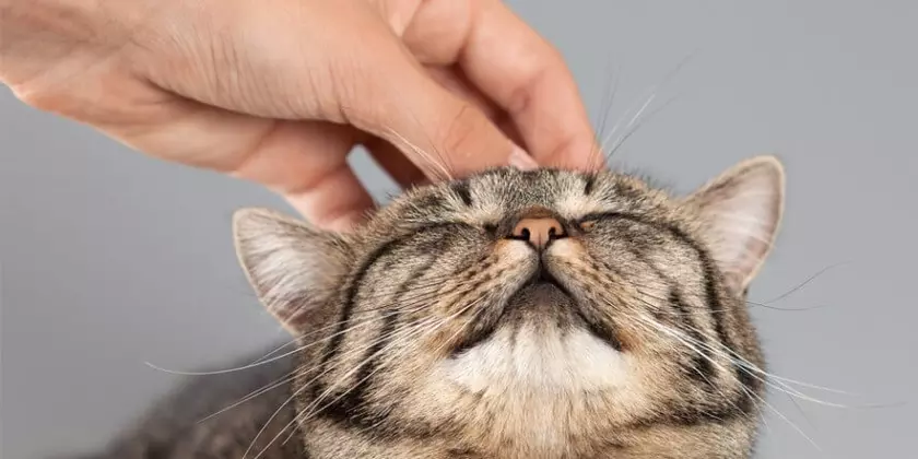 Purrli - мурлыкающий сайт