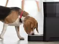 post_big/pet-smartfeeder.jpg