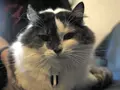 post_big/miband-for-cat.jpg