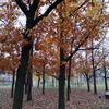 IMG_20181031_074407.jpg
