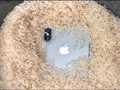 Apple призывает пользователей прекратить класть мокрые iPhone в рис