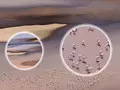 post_big/xiaomi-mi-a1-dual-camera-teaser.jpg