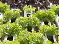 post_big/Bitcoin-mining-heats-aquaponics-greenhouse.jpg