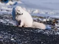 post_big/polarfox-2018.jpg