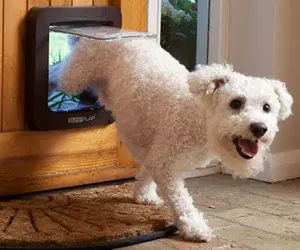 Porte pour animaux SureFlap avec puce ...