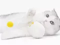 post_big/Xiaomi_FurryTail_Toy.jpg
