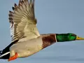 post_big/1671597791_1-poknok-art-p-utka-foto-letit-1.jpg
