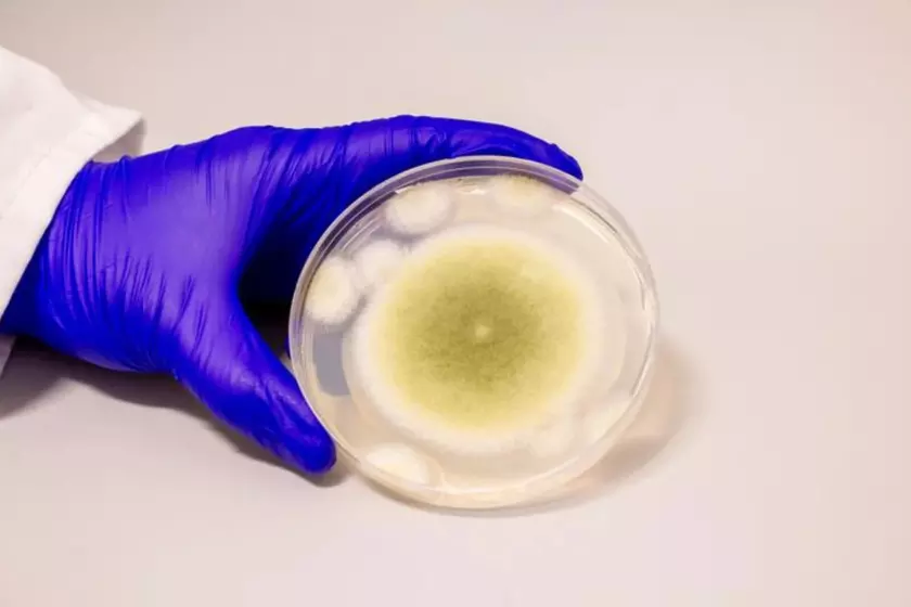 Aspergillus flavus: грибок с технологическим потенциалом и вызовами