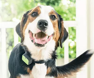 Whistle GO Explore - the Ultimate Health + Location Tracker for Pets