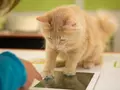 post_big/cats-pad.jpg