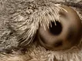 post_big/moth-eye-screen-main.jpg