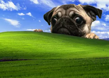 Windows XP остается самой популярной в одной из стран
