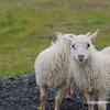 Galaxy-Note-8-official-sample-telephoto-lens-6.jpg