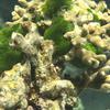 Preview of underwater photo 2