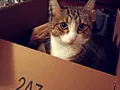 post_big/cat-in-the-box-ali-ua.jpg