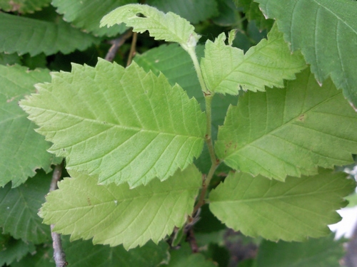 picture_05_small.jpg