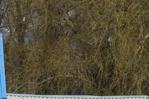 detail_raw.jpg