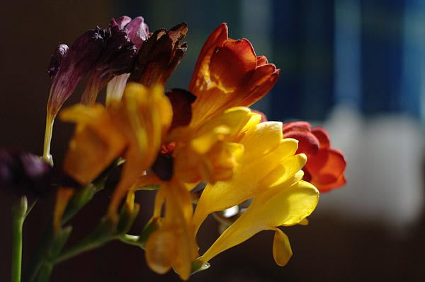 nx10_sample_2.jpg